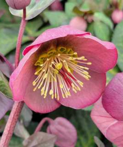 Close up of Frostkiss Penny's Pink Lenten Rose flower, small dark pink flower with a yellow center