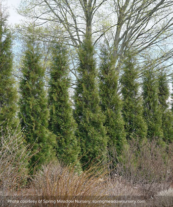 Full Speed A Hedge American Pillar Arborvitae planted as a green hedge along the edge of a landscape