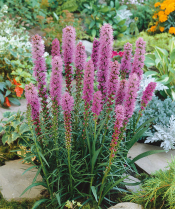 Kobold Blazing Star planted in a landscape, long shoots of small wispy dark pink flowers emerging from long thin green foliage