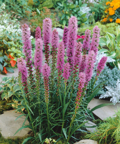 Kobold Blazing Star planted in a landscape, long shoots of small wispy dark pink flowers emerging from long thin green foliage