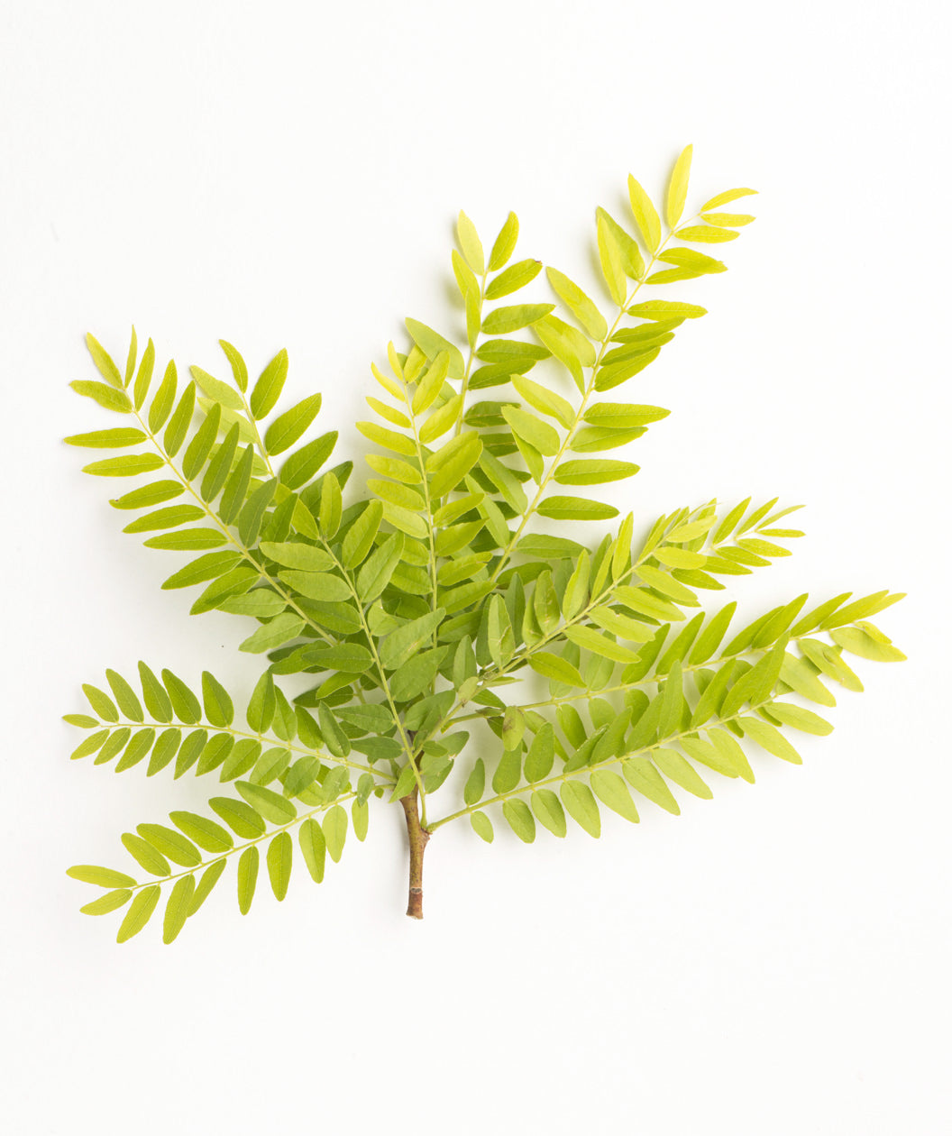 A closeup of the lime green to yellow foliage of the Sunburst Honeylocust