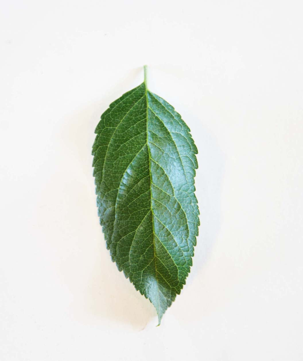 A single dark green, oval shaped leaf of the Gala Apple tree