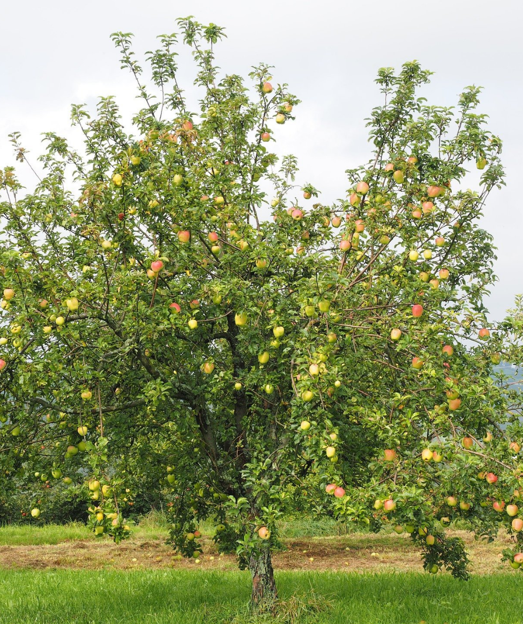 A Gala Apple tree planted in an orchard, heavily loaded with ripening fruits