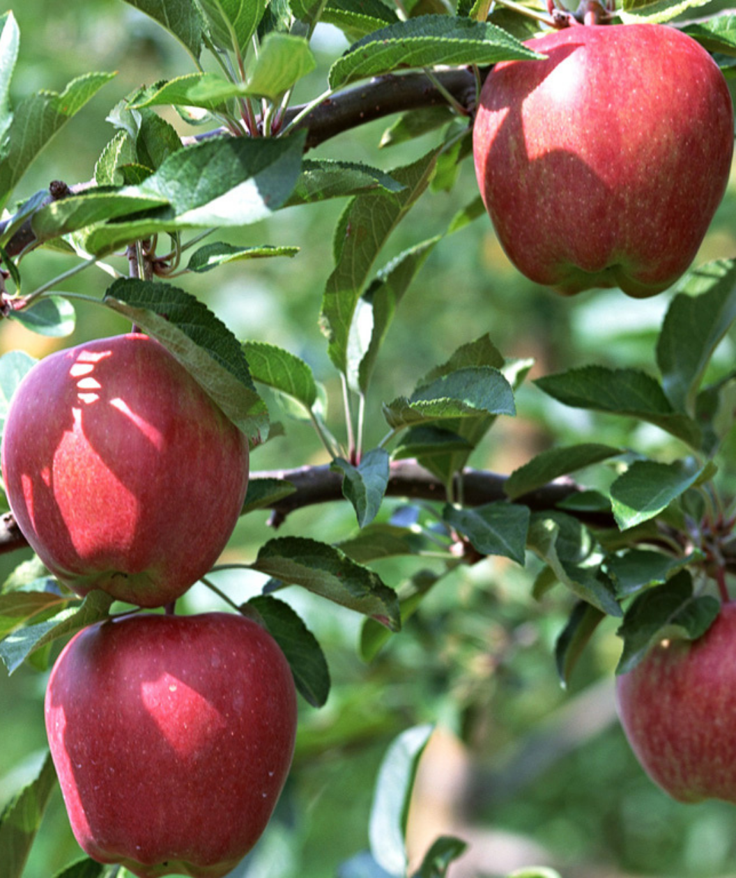 The red apples on the Gala Apple tree surrounded by the dark green leaves