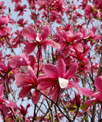 A close up of the hot pink undersides of the Galaxy Magnolia blooms