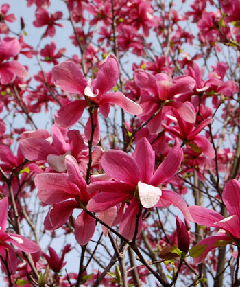 A close up of the hot pink undersides of the Galaxy Magnolia blooms