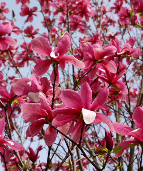 Galaxy Magnolia | Bower & Branch