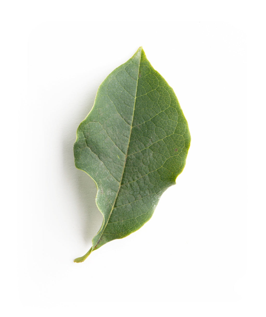 A singular Galaxy Magnolia dark green leaf on a white background
