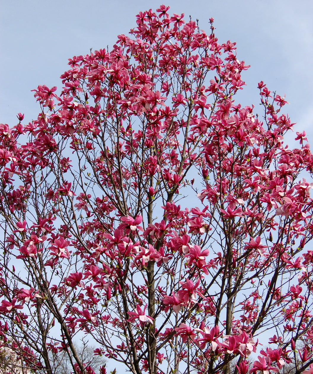 A Galaxy Magnolia in full bloom, showcasing the hot pink flowers against a blue sky