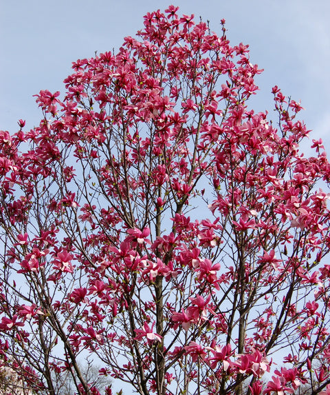 galaxy plant Galaxy Magnolia | 2XL TREE | 6-8 ft. tall, single stem | Ships in
