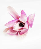 A Galaxy Magnolia flower bud with pink petals opening to a pinkish-white bloom