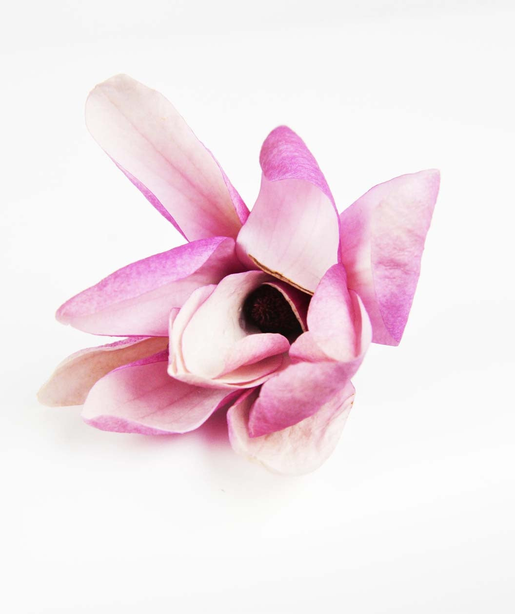 A Galaxy Magnolia flower bud with pink petals opening to a pinkish-white bloom