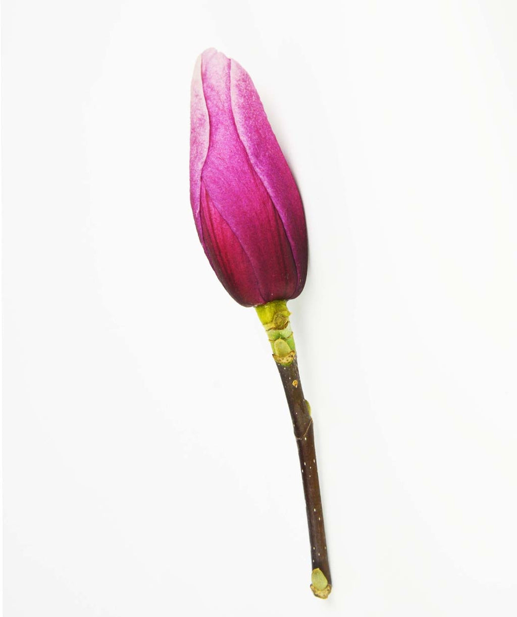 A singular hot pink flower bud of the Galaxy Magnolia