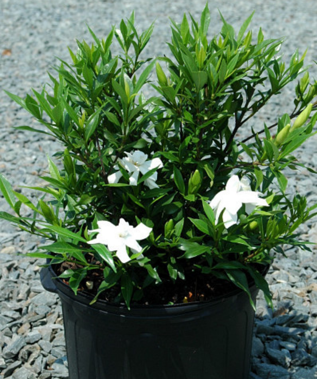 Frostproof Large Flowering Gardenia growing on a nursery, several white double blooming flowers with shiny thick dark green leaves