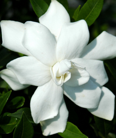 Close up of Frostproof Large Flowering Gardenia flower, bright white double flowering flower