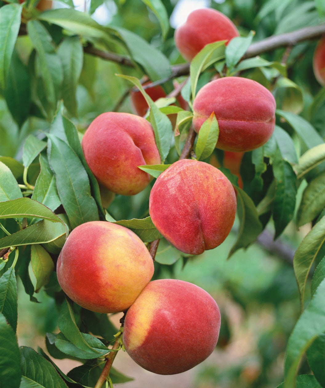 Garnet Beauty Peach yellow skinned with red blush