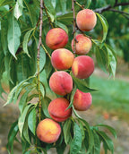 Garnet Beauty Peaches hanging on tree