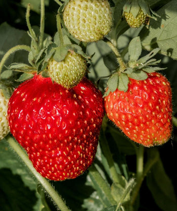 Close up of Gasana Everbearing Strawberry, two ripe red strawberries on green stems with smaller not ripe green strawberries as well