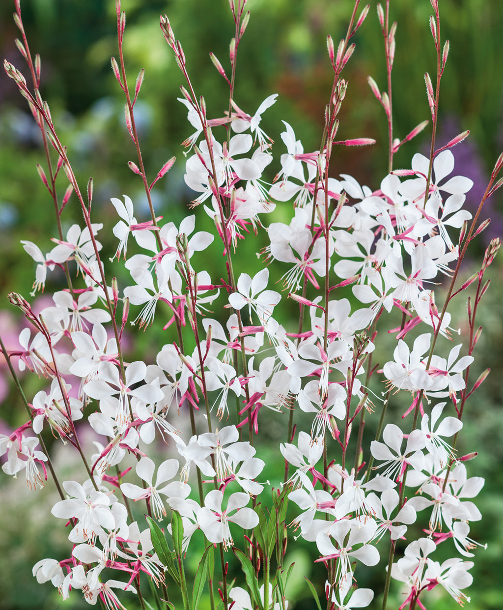 A bouquet of the delicate white blooms of the Whirling Butterflies Gaura on the pinkish-brown stems
