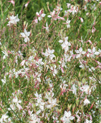 A bouquet of the delicate white blooms of the Whirling Butterflies Gaura on the pinkish-brown stems surrounded by the light green foliage