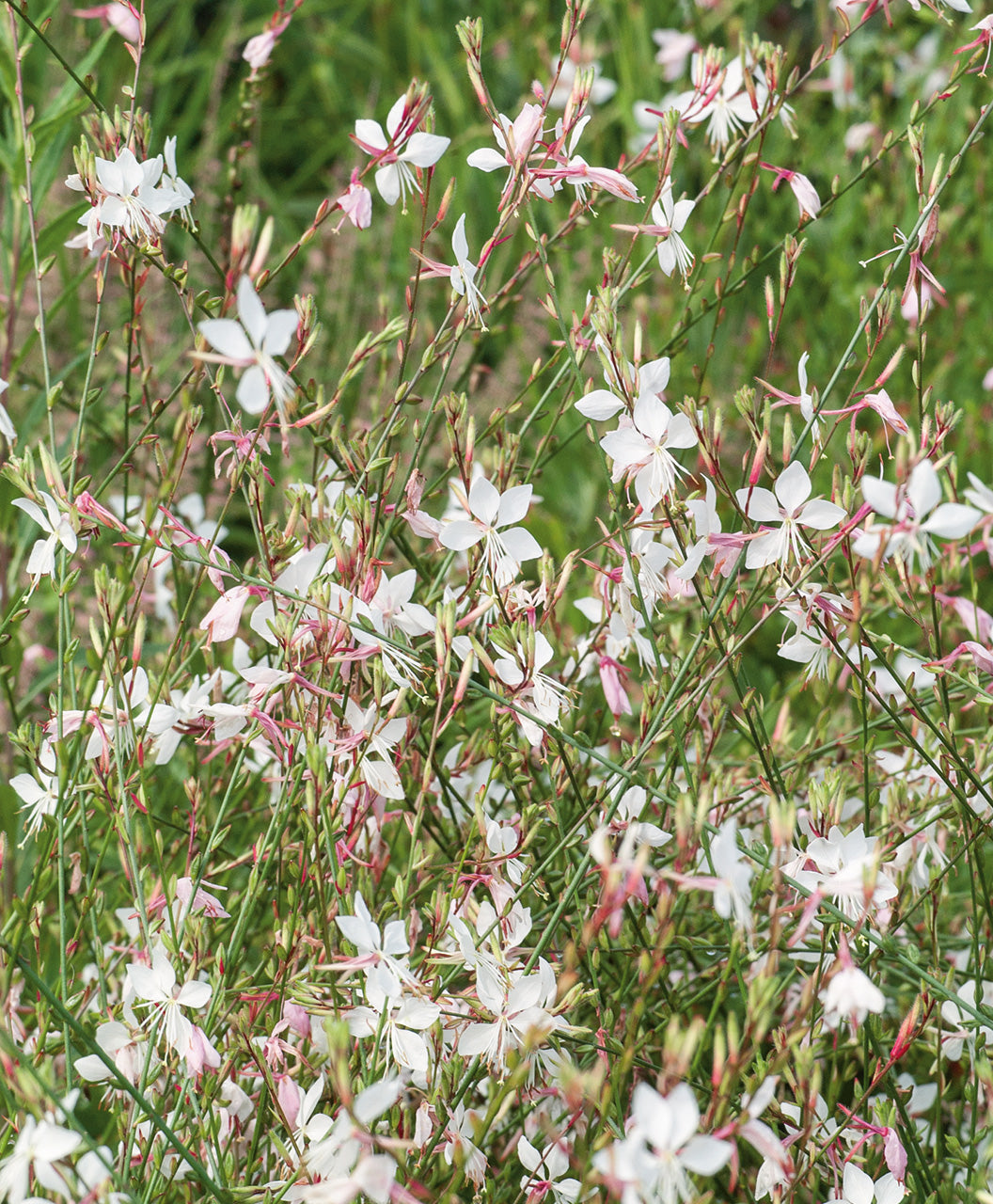 A bouquet of the delicate white blooms of the Whirling Butterflies Gaura on the pinkish-brown stems surrounded by the light green foliage