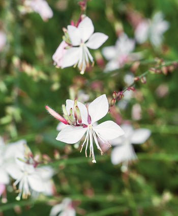 A closeup of the four petaled, pure white blooms, which resemble a butterfly, belonging to the Whirling Butterflies Gaura
