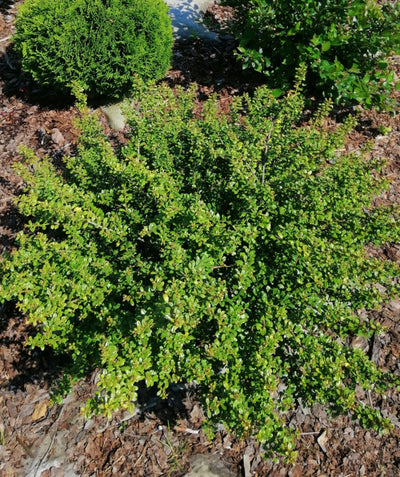 Geisha Japanese Holly planted in a landscape, evergreen shrub with small round shiny dark green foliage