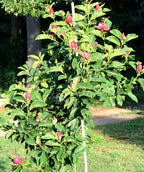 A Genie Magnolia planted in a landscape, covered in dark green leaves with the burgundy flowers buds beginning to open