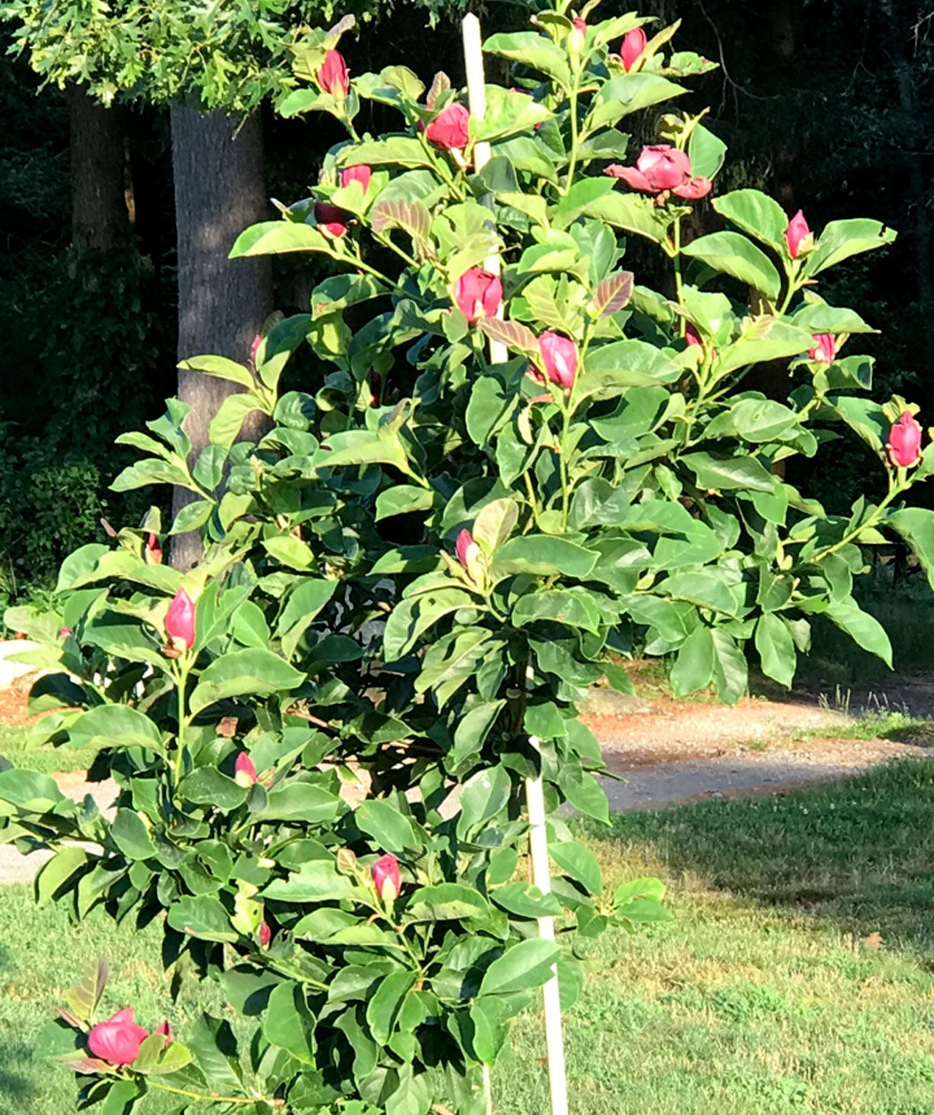 A Genie Magnolia planted in a landscape, covered in dark green leaves with the burgundy flowers buds beginning to open