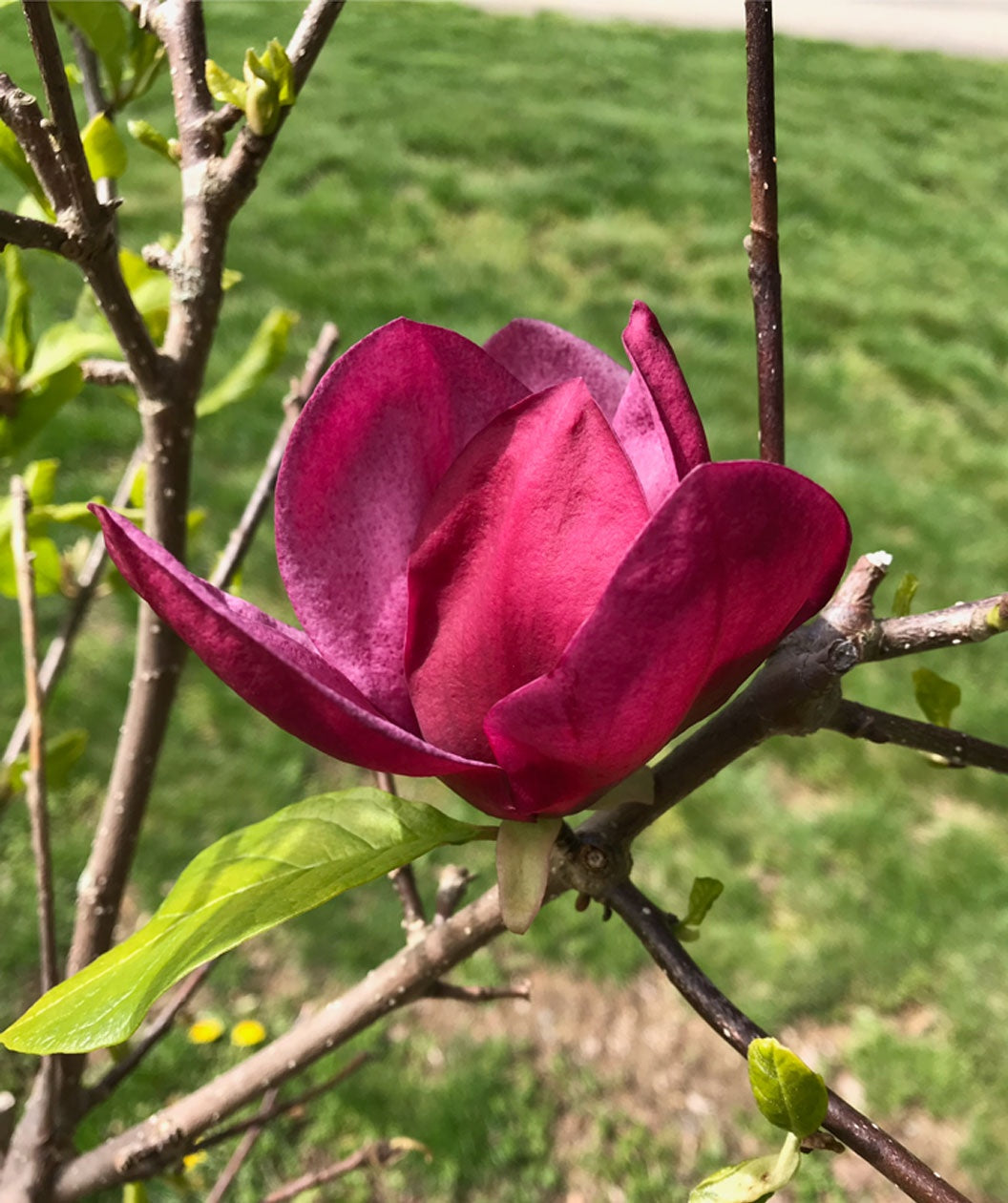 Genie Magnolia
