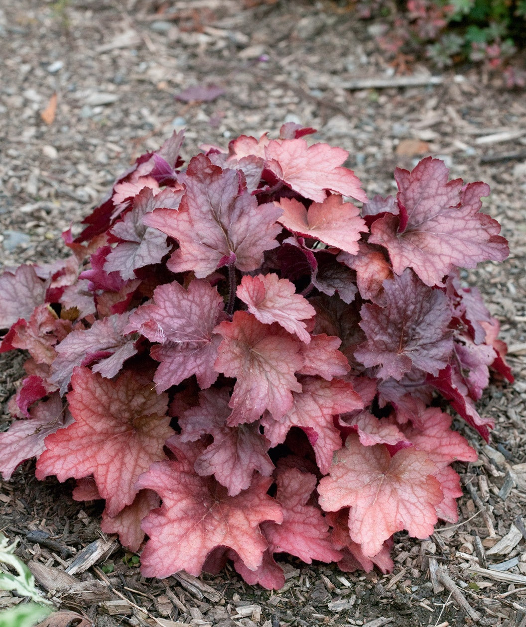 Georgia Peach Coral Bells planted in a landscape, peachy pink to light purple foliage