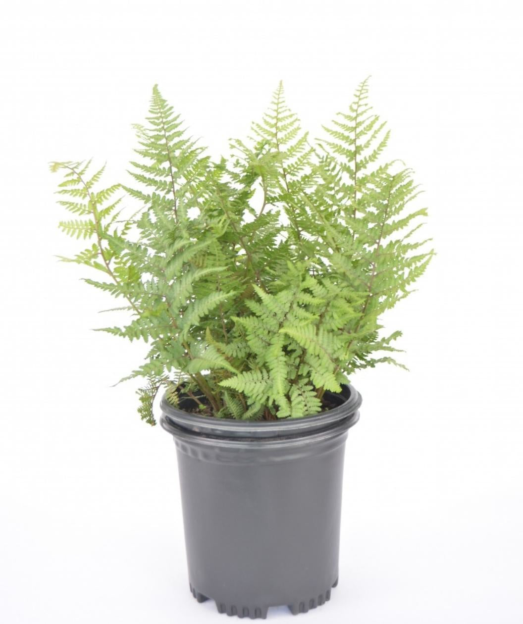 Ghost Fern product shot on white, long green shoots with green foliage emerging from a nursery pot
