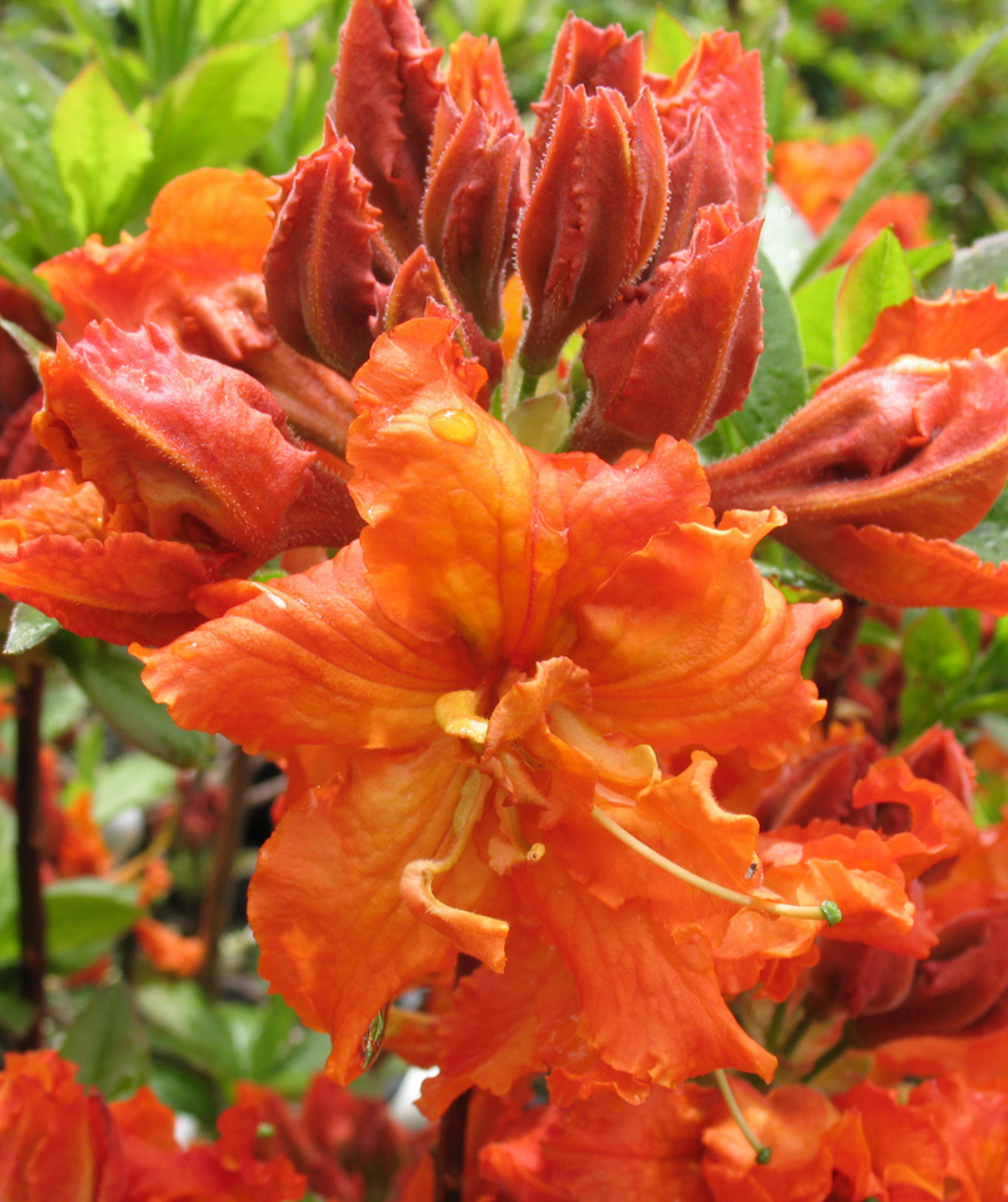 Gibraltar Azalea closeup of orange flowers
