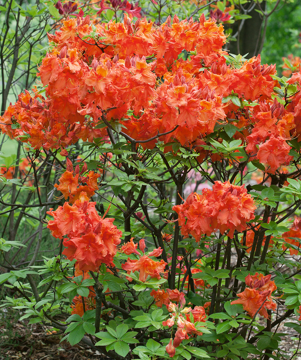 Gibraltar Azalea orange flowering shrub