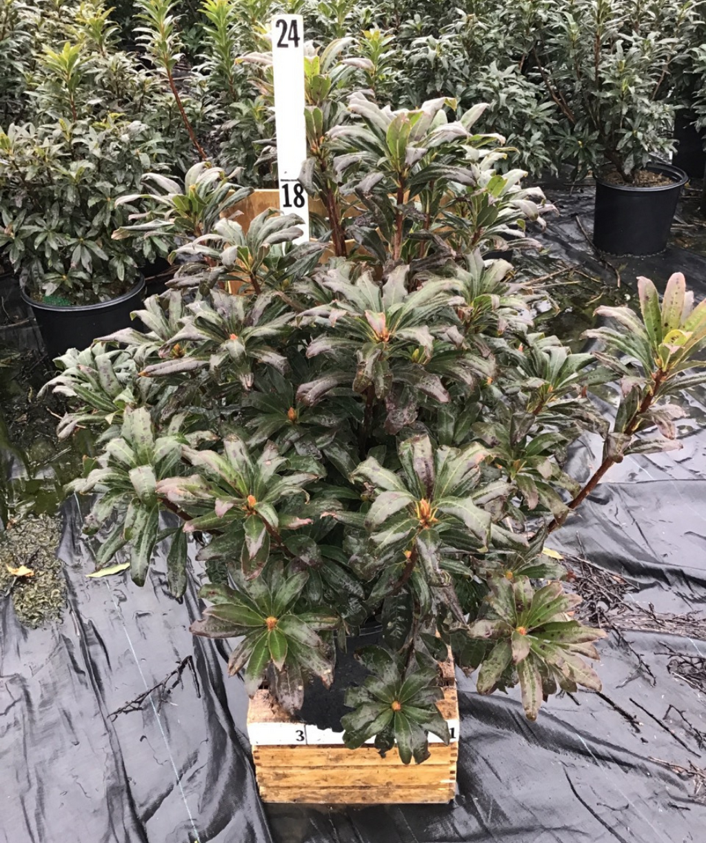 Gibraltar Azalea potted plant at nursery