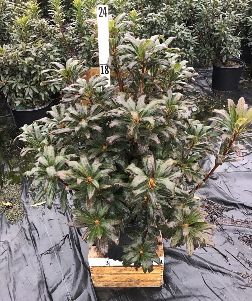 エリサ Gibraltar Exbury Azalea – Bower & Branch