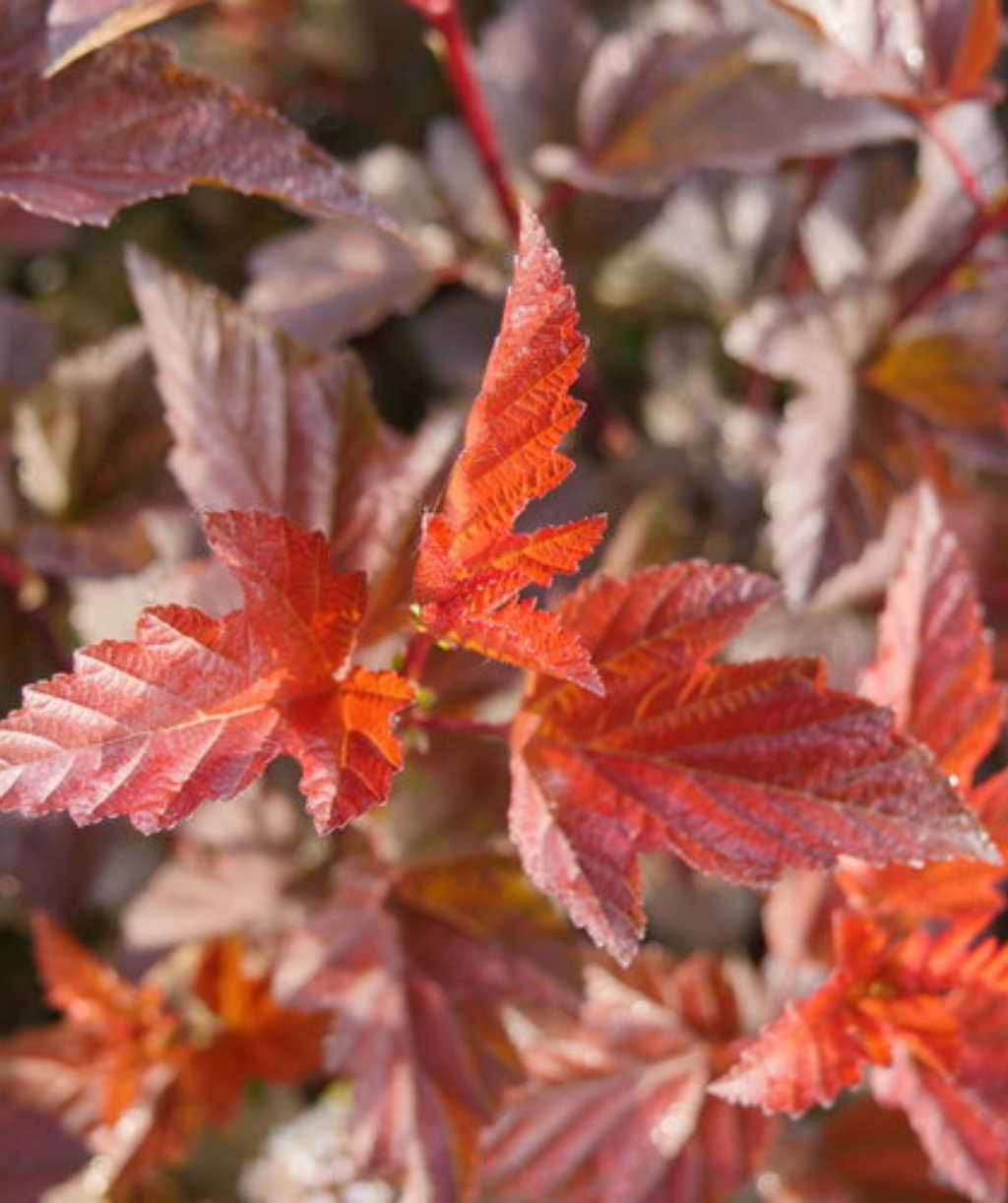 Ginger Wine Ninebark spring leaves, in spring the new growth emerges an orangish-red color before turning to a burgundy color in summer