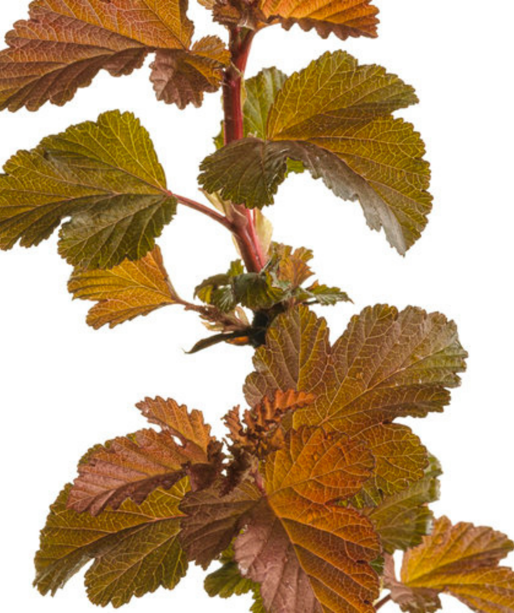 Ginger Wine Ninebark spring leaves on white, in spring the new growth emerges an orangish-red color before turning to a burgundy color in summer