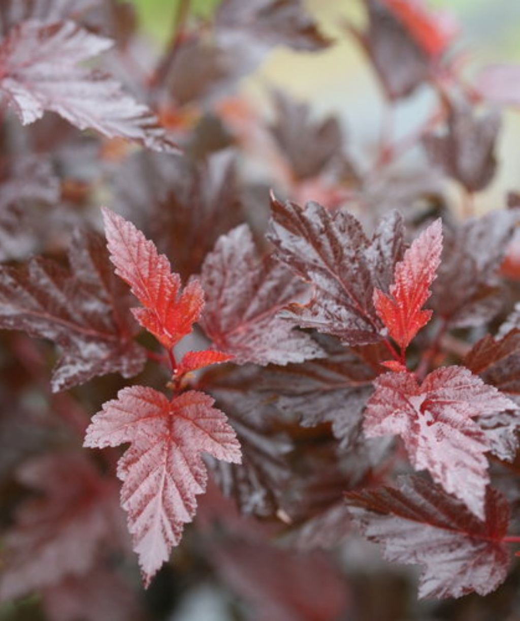 Ginger Wine Ninebark summer leaves close up, uniquely shaped burgundy colored leaves