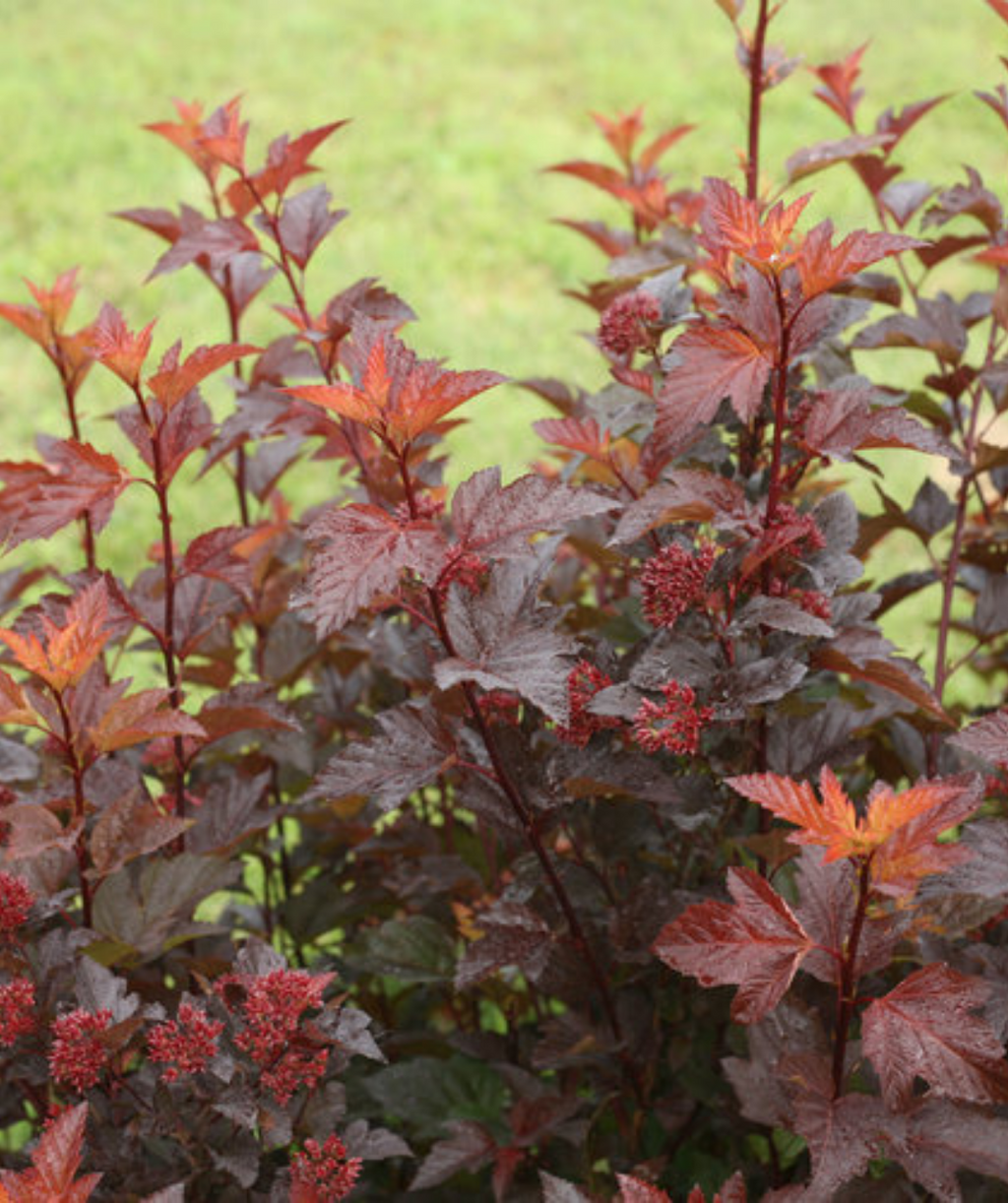 Ginger Wine Ninebark growing in a landscape, red-orange colored new growth emerges from burgundy colored foliage along with small red clusters of flower buds