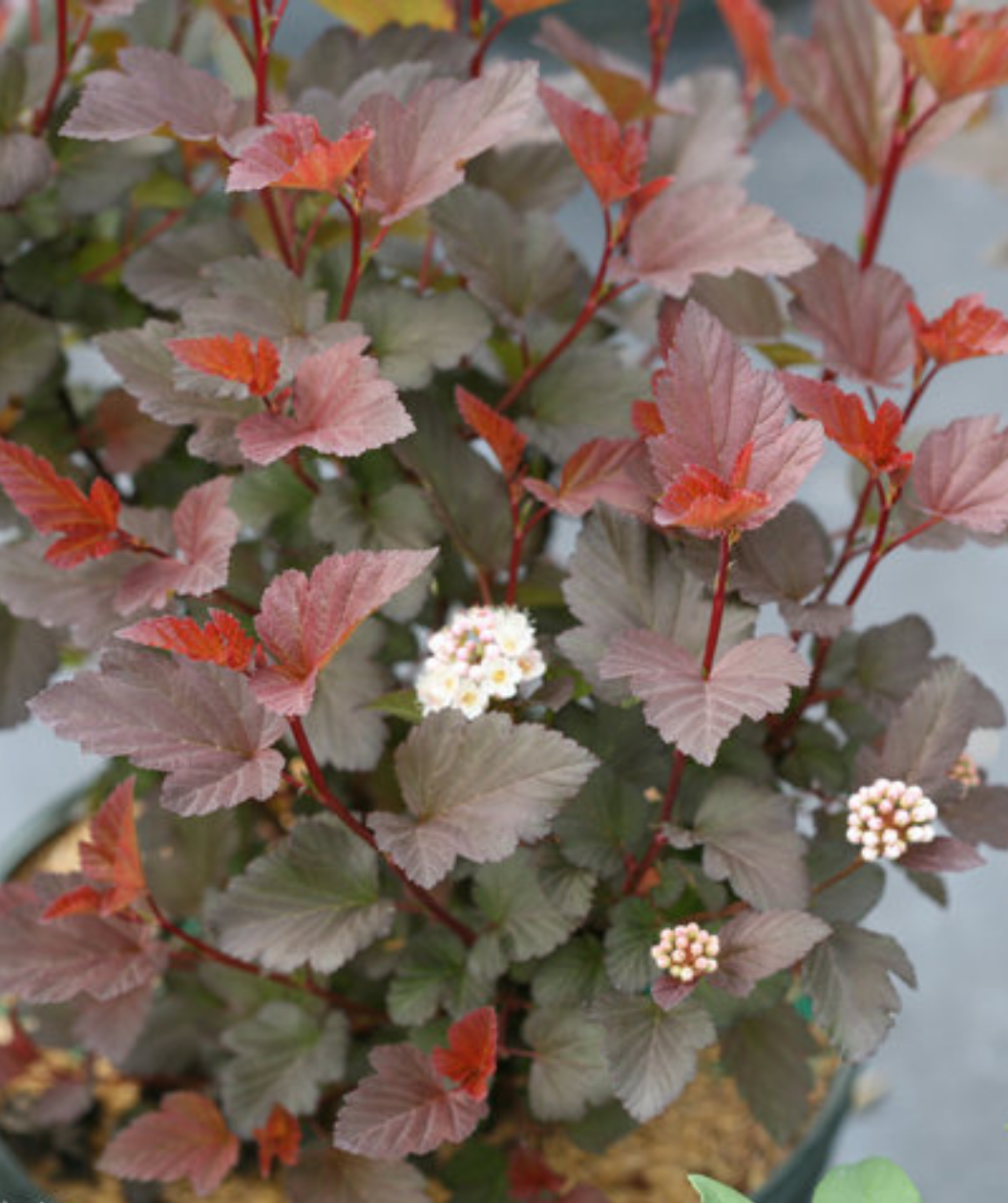 Close up of Ginger Wine Ninebark, uniquely shaped leaves that are burgundy in color with small clusters of small white flowers