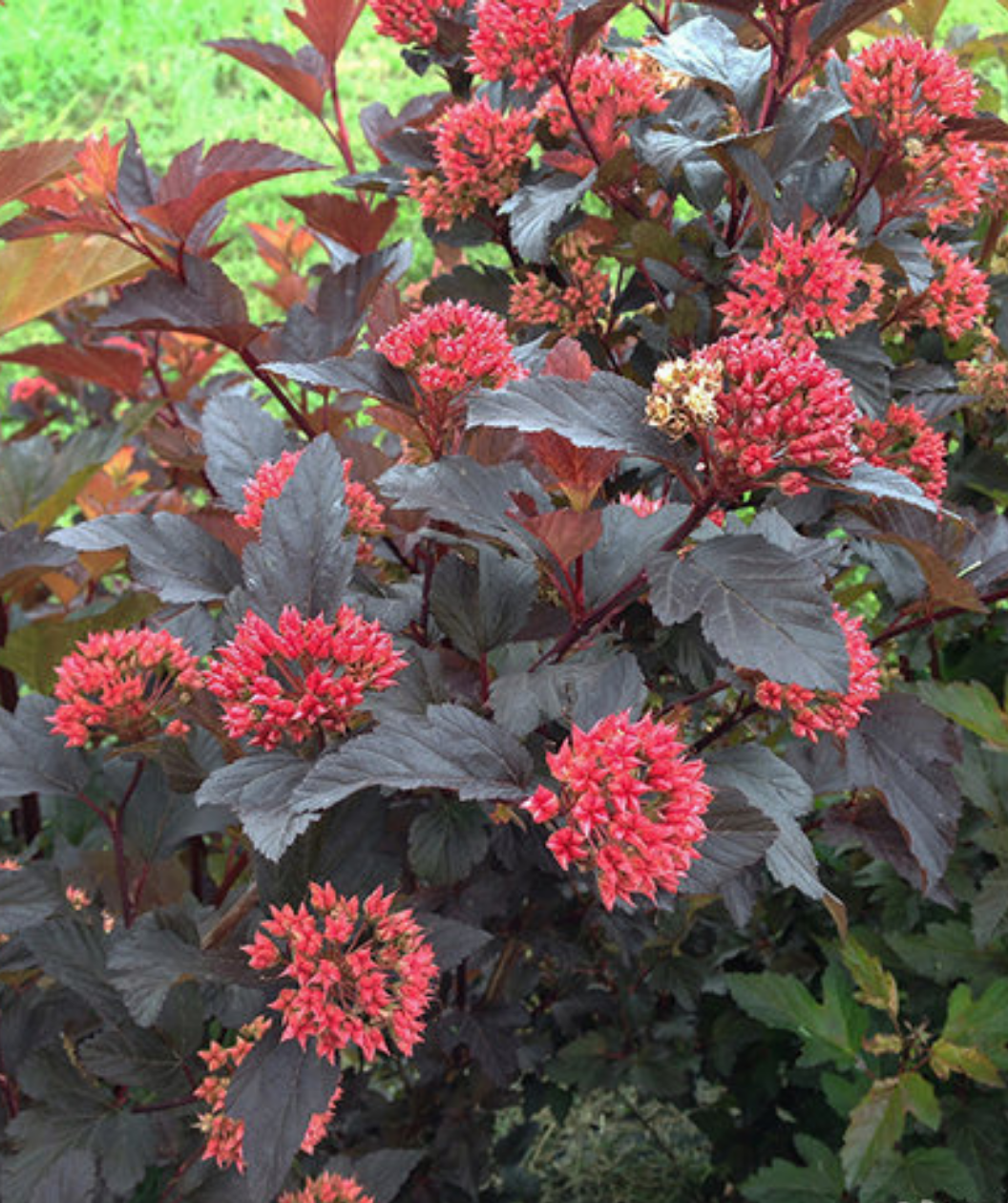 Ginger Wine Ninebark growing in a landscape, red-orange colored new growth emerges from burgundy colored foliage along with small red clusters of flower buds