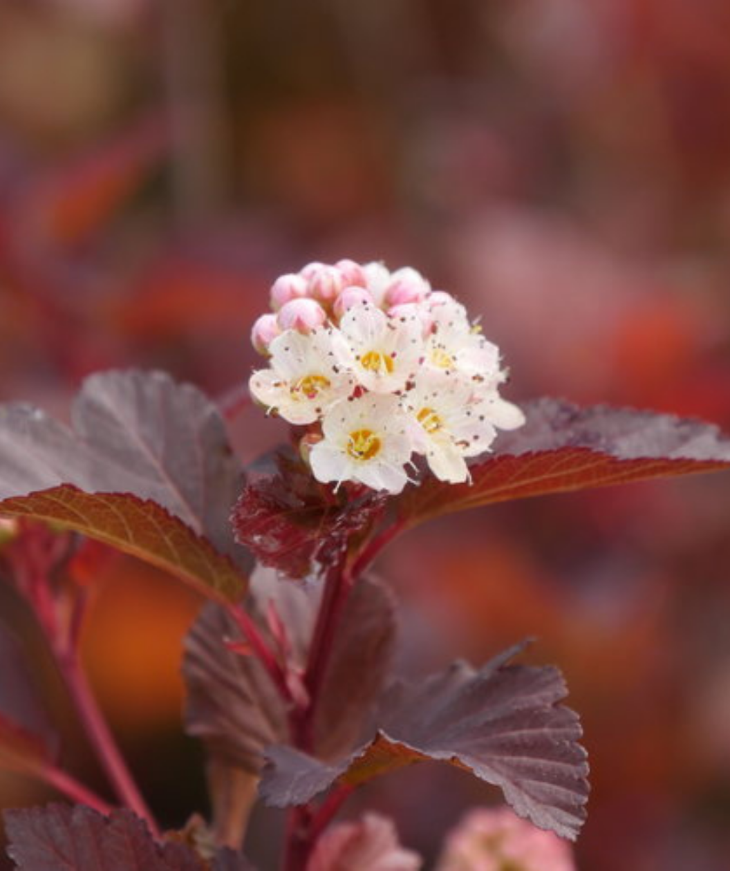 Close up of Ginger Wine Ninebark flower cluster, small cluster of small white flowers