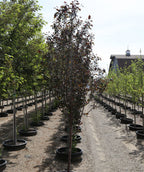 Line of Gladiator Flowering Crabapples growing on a nursery, dark red conical shaped leaves on a reddish colored trunk with white speckles