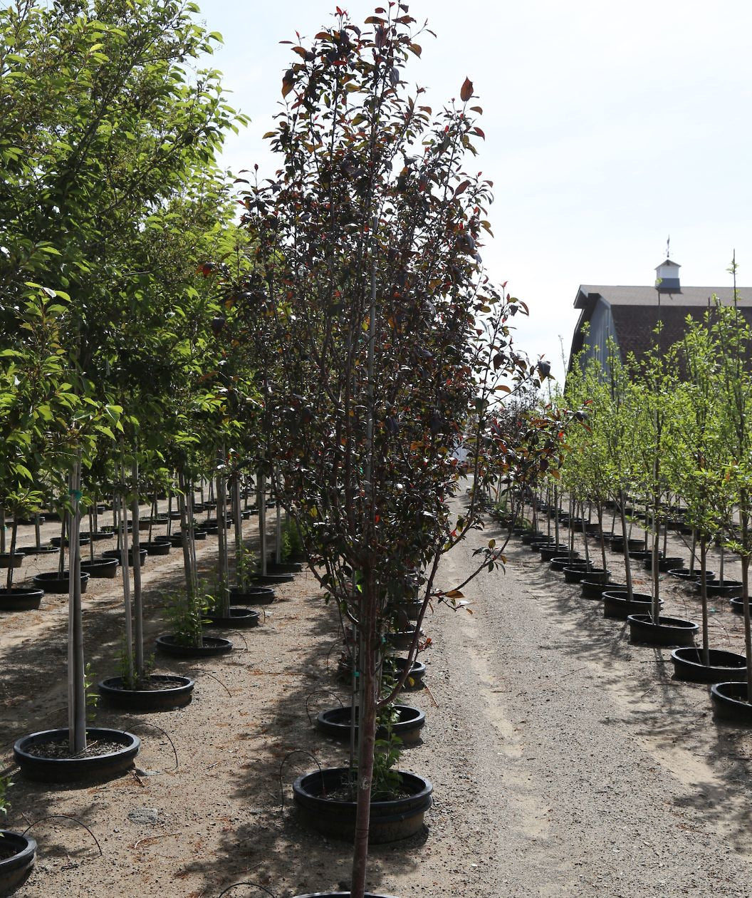 Line of Gladiator Flowering Crabapples growing on a nursery, dark red conical shaped leaves on a reddish colored trunk with white speckles
