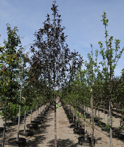 Line of Gladiator Flowering Crabapples growing on a nursery, dark red conical shaped leaves on a reddish colored trunk with white speckles