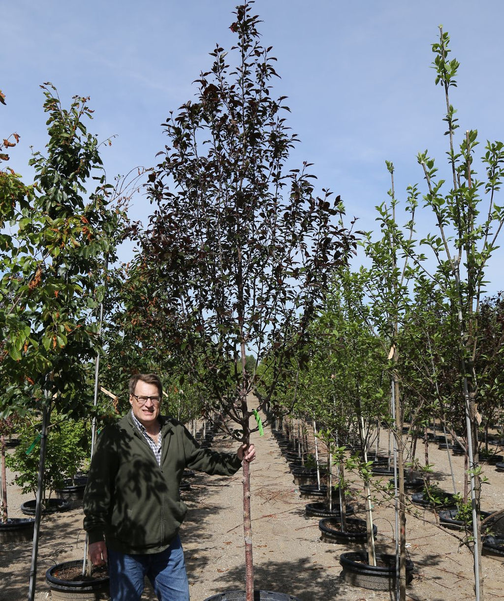 Gladiator Flowering Crabapple growing on a nursery, dark red conical shaped leaves on a reddish colored trunk with white speckles, grower standing next to tree for size comparison