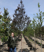 Gladiator Flowering Crabapple growing on a nursery, dark red conical shaped leaves on a reddish colored trunk with white speckles, grower standing next to tree for size comparison