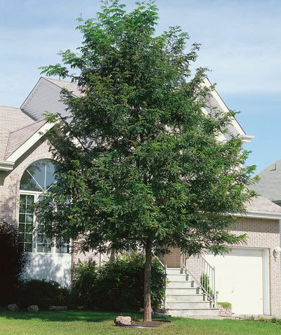 Skyline Honeylocust planted in a landscape, mostly uniform branching covered in small green oval shaped leaves