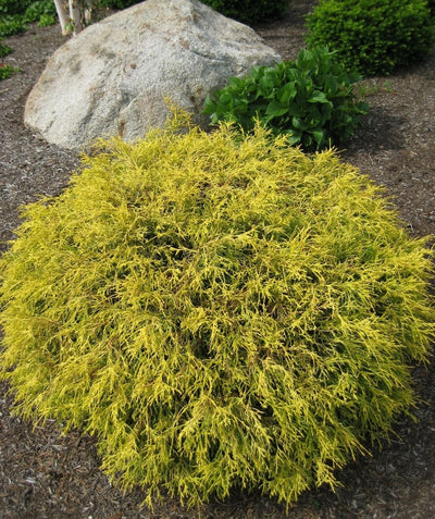 Golden Mop Falsecypress planted in a landscape, round growing shrub with yellow lace like evergreen foliage